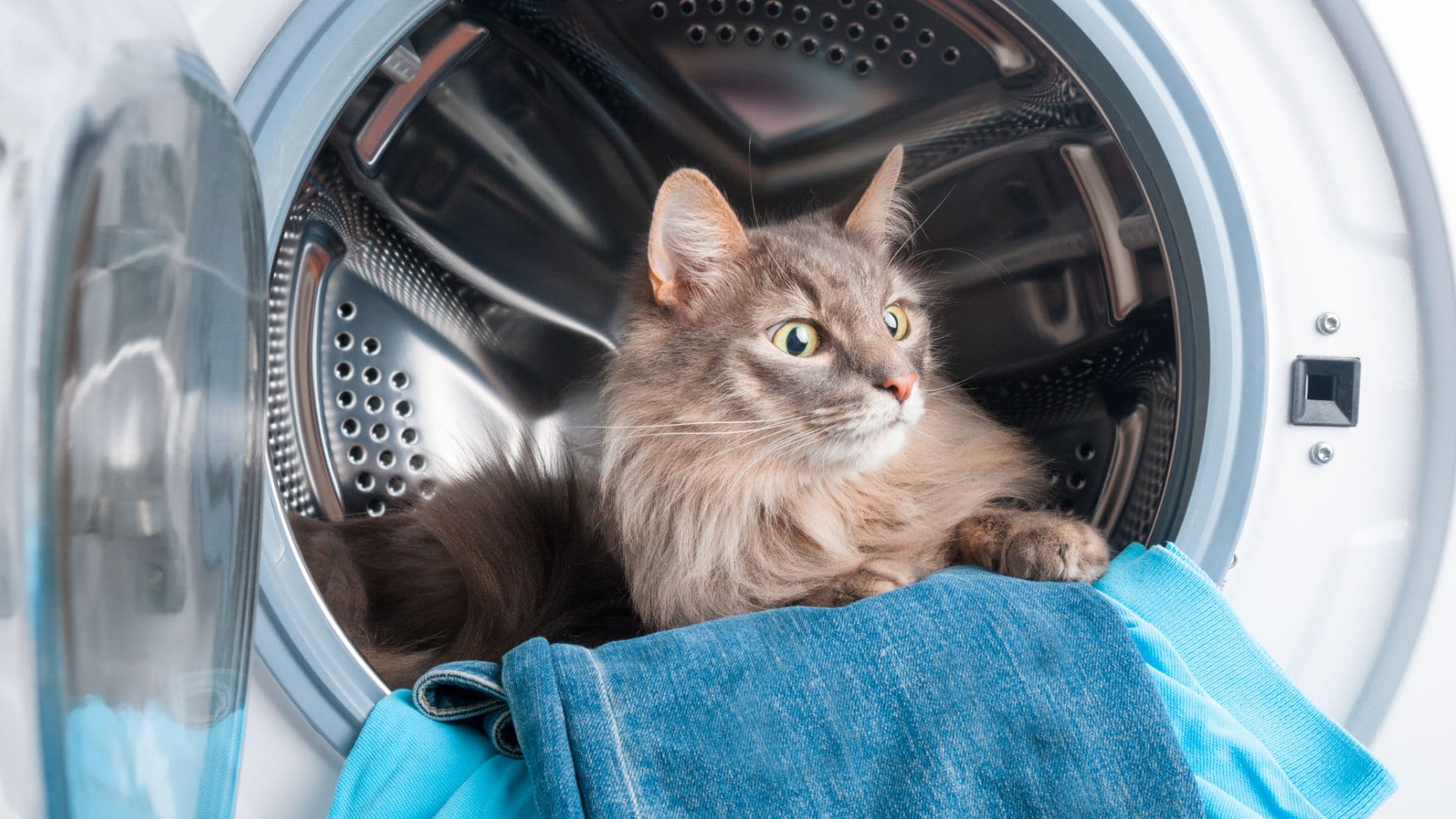 washer with a cat